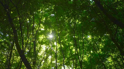 Spring morning sunlight through maple leaves Stock Footage 108583206