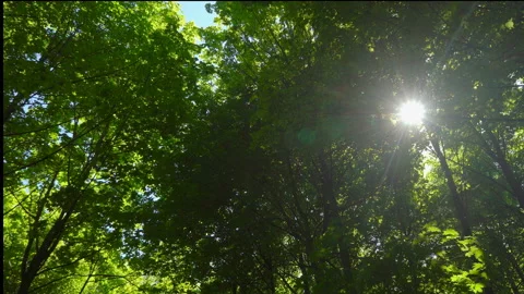 Spring morning sunlight through maple leaves Stock Footage 108583424