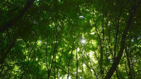 Spring morning sunlight through maple leaves Stock Footage 108583697