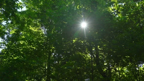 Spring morning sunlight through maple leaves Stock Footage 108584489