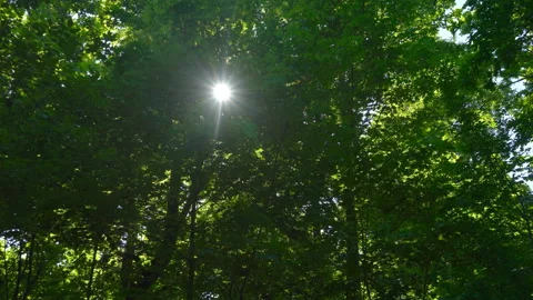 Spring morning sunlight through maple leaves Stock Footage 108584611