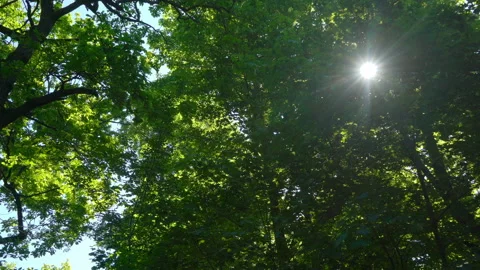 Spring morning sunlight through maple leaves Stock Footage 108584638
