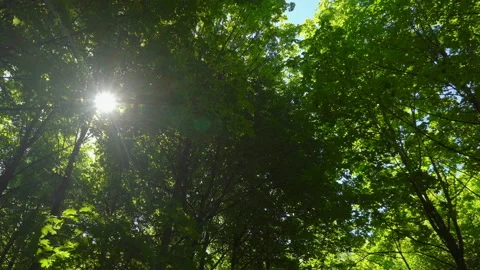 Spring morning sunlight through maple leaves Stock Footage 108584856