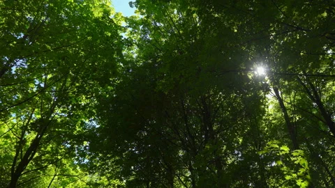 Spring morning sunlight through maple leaves Stock Footage 108584857