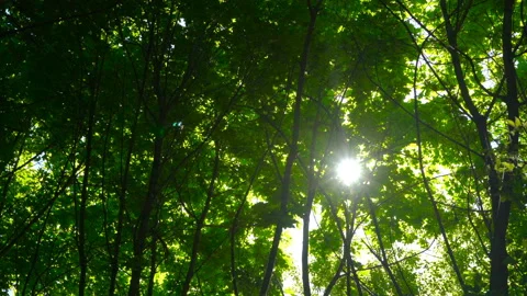 Spring morning sunlight through maple leaves Stock Footage 108584942