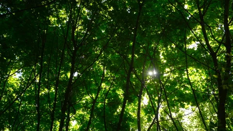 Spring morning sunlight through maple leaves Stock Footage 108585024