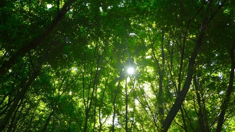 Spring morning sunlight through maple leaves Stock Footage 108585132