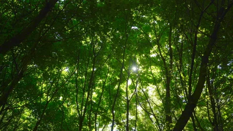 Spring morning sunlight through maple leaves Stock Footage 108585146
