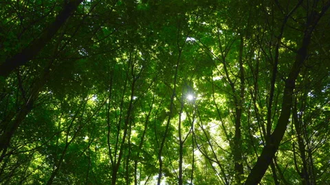 Spring morning sunlight through maple leaves Stock Footage 108585257