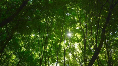 Spring morning sunlight through maple leaves Stock Footage 108585272