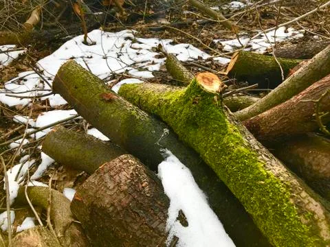 Spring moss Stock Photos