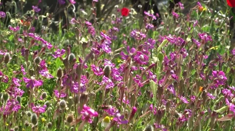 Spring motion Stock Footage 37144245