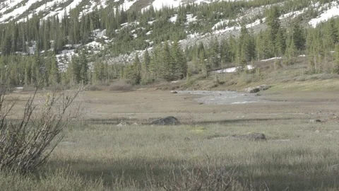 Spring Mountain Creek with Snow and Grassy Field, 4K, CLog Stock Footage 200855992