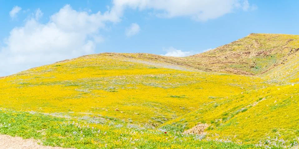 Spring in the mountain desert Stock-Fotos