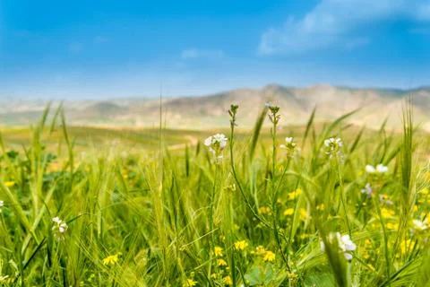 Spring in the mountain desert Stock Photos
