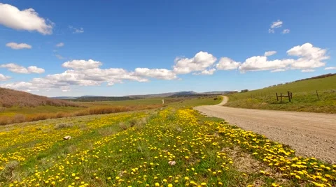 Spring Mountain Flowers Stock Footage 50542570