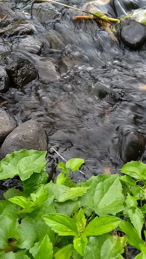 Spring of mountain Stock Footage 206011270