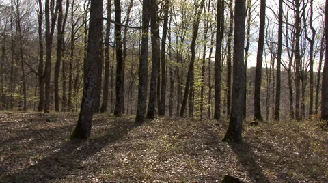 Spring mountain forest Vidéo 32967348