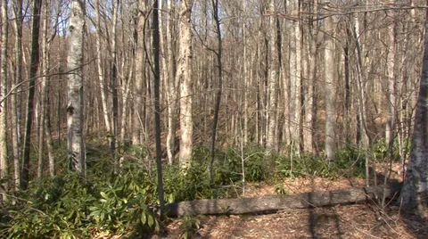 Spring mountain forest Stock Footage 32967985