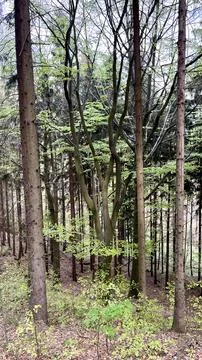 Spring mountain forest in Poland, view from below Fotos de archivo
