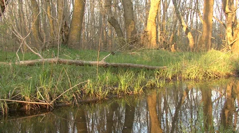Spring mountain forest with pure light Stock Footage 32967210
