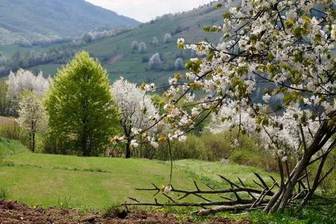 Spring mountain landscape, flowering tree, Foto stock