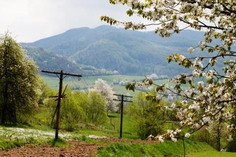 Spring mountain landscape, flowering tree, Stock Photos