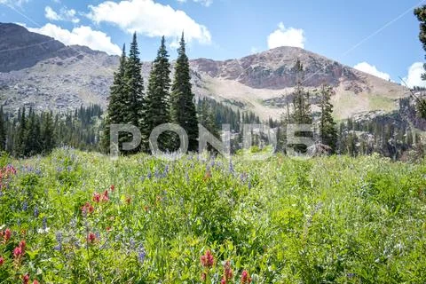 Spring in Mountain Meadow Stock Photos