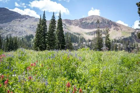Spring in Mountain Meadow 写真素材