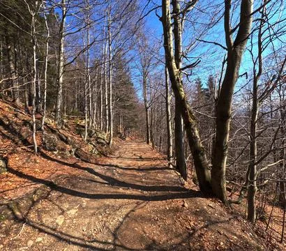 Spring mountain pine forest landscape. Poland, Jizera Mountains Stock Photos