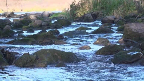 The spring mountain river filled with water after the snow melted. Stock Footage 235771321