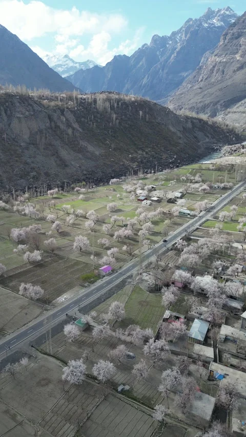 Spring Mountain Scenery with Blooming Apricot Trees, Pakistan Stock Footage 345558519