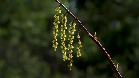 Spring mountain Stachyurus Praecox close up Stock Footage 145399669