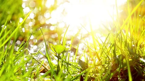 Spring mountain stream on a background of green grass dew 库存影片 154163425