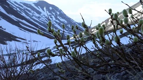Spring in the mountains, melting glaciers. Stock Footage 276650902
