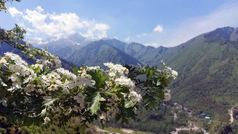 Spring in the mountains Stock Photos