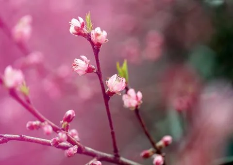 Spring multicolored flowers on a blurry background Stock Photos