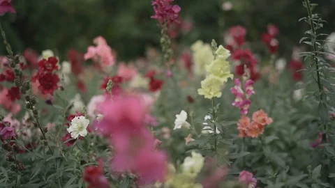 Spring multicolored flowers waving in the wind Stock Footage 106944871