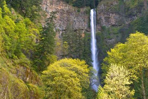 Spring in multnomah falls oregon. Stock Photos