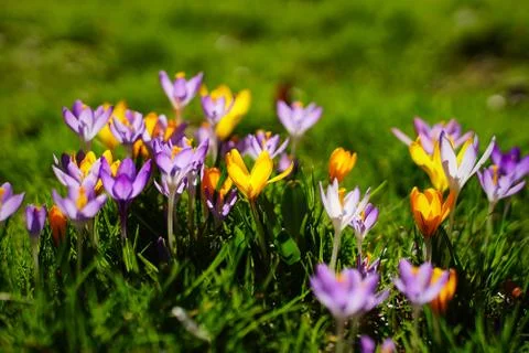 Spring in Munich again Stock Photos