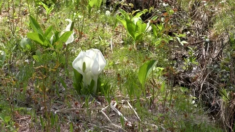 Spring murmuring and skunk cabbage Stock Footage 144907203
