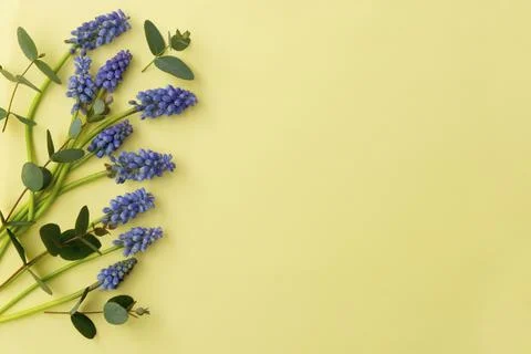 Spring muscari flower composition with eucalyptus over yellow pastel backgrou Foto stock
