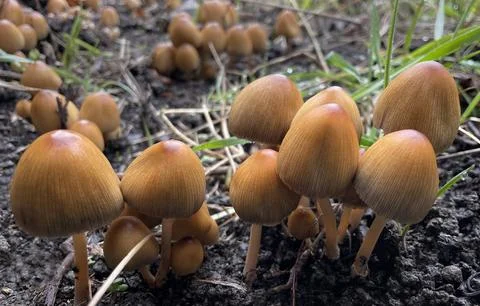Spring mushrooms close-up Stock Photos