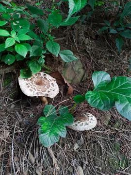Spring mushrooms in the forest Stock Photos