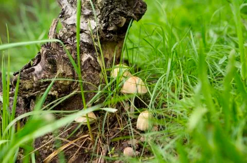 Spring mushrooms in the grass Stock Photos