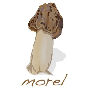 Spring mushrooms morel. Morels isolated on white Stock Illustration