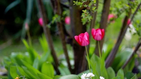 Spring narcissus and tulips Stock Footage 74216748