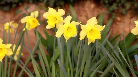 Spring, Narcissus flowers Stock Footage 74629249