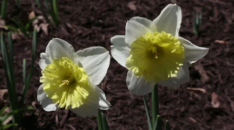 Spring narcissus Stock Footage 22732652
