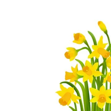 Spring Narcissus Stock-Illustration